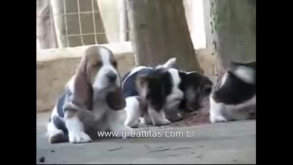 Basset Hound