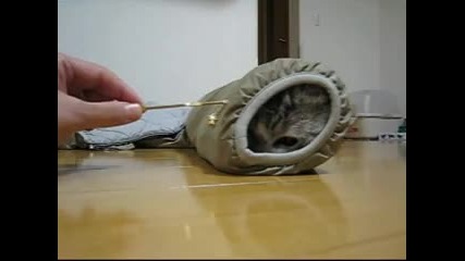 Да подразним котката