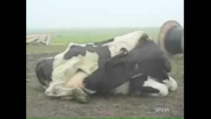 Крава Със Странен Талант :d