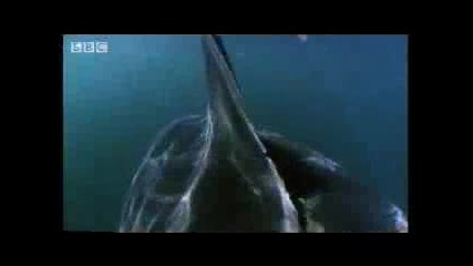 морски животни бели акули лов на тюлени