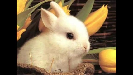 Сладки Животни 