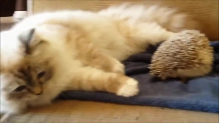 Best Funny Animals Compilation (2013 - 2014) - 01.04.2014г