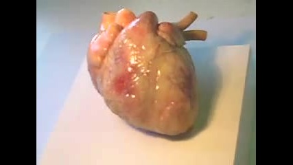 beating Human heart 