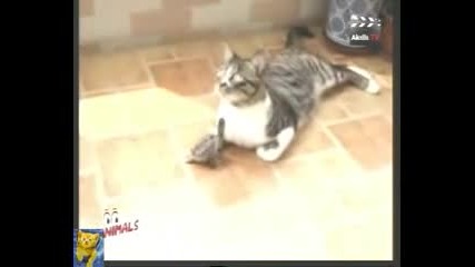 Костенурка влюбена в котка