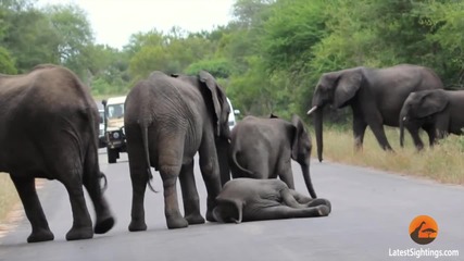 Слоница търпеливо изчаква малкото си да полежи на горещия асфалт на пътя!