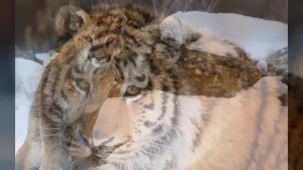 Красиви диви котки