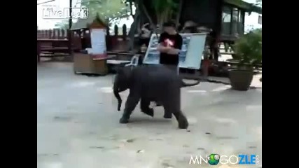 Слонче се плаши и бяга при мама
