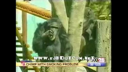 Пушещи Маймуни