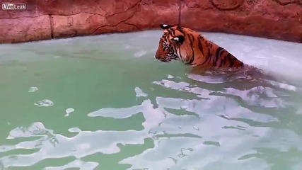 Тигър се къпе в басейн