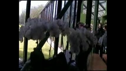 Красиви Цветя За Отмора