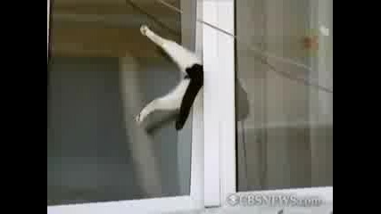 Помогнете на непослушното коте! смях 