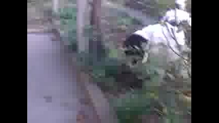 каракачанка и коте :)