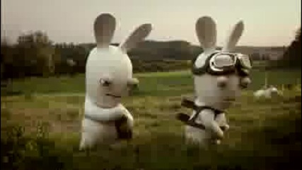 funny rabbits 