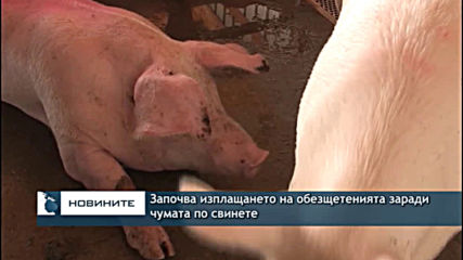 Започва изплащането на обезщетенията заради чумата по свинете