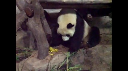 панда се бъзика с друга панда :)