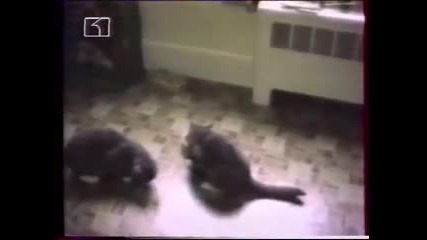 America`s video - 1 dve koteta si podelyat hranata