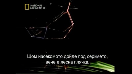 Паяците. Смъртоносна Любов 1(превод)