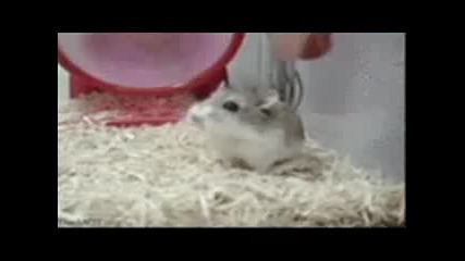 Смях До Скъсване