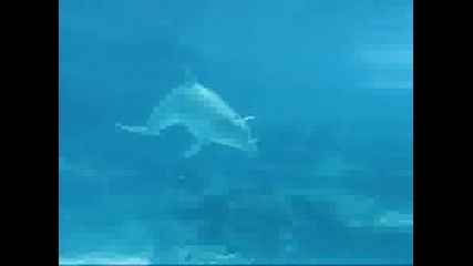 Делфини се забавляват ( невероятно ) 