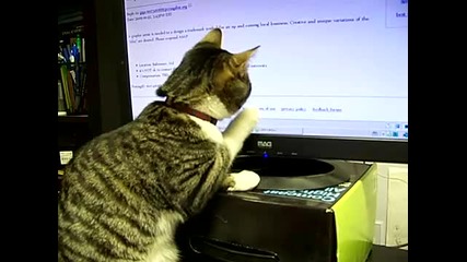 Котка срещу компютърна мишка 