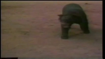 Pit Bull Terier Attacks
