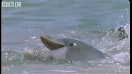 Делфините Стадо Кефал - Blue Planet - Bbc Wildlife 