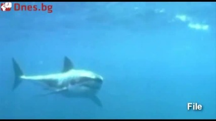 Бели акули нападнаха австралиец 