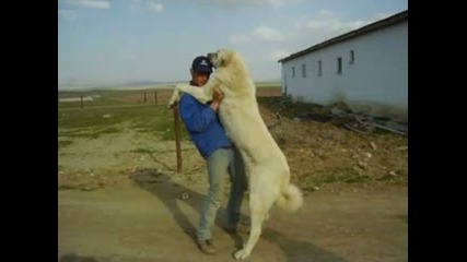 Turkish Kangal vs. Eenglish Mastiff Dog Fight 