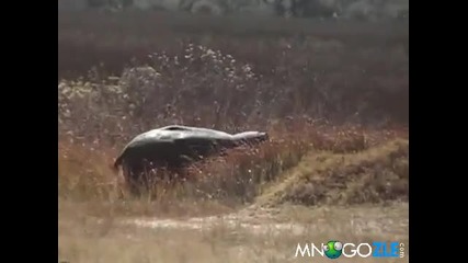 Пазете се хипопотама идва !!! Смях.