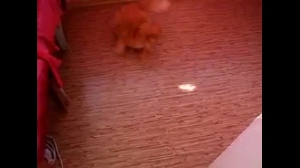 Коте със страхотни рефлекси