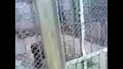 Маймуна яде солети