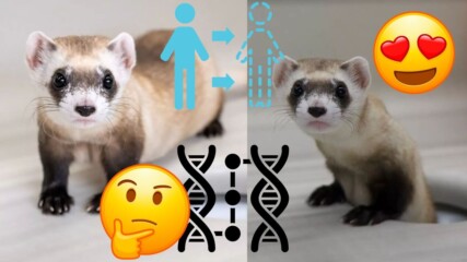Учените успешно клонираха две животни! 🧬