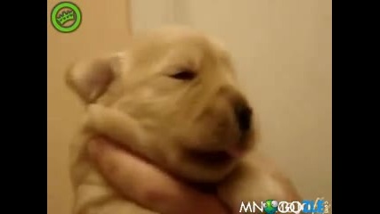 Малко сладко кученце пее