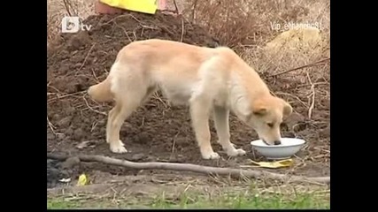 Куче тъгува за стопанина си край гроба му, отказва да си тръгне