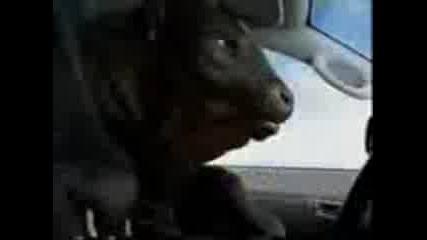 The Crazy Drivers 