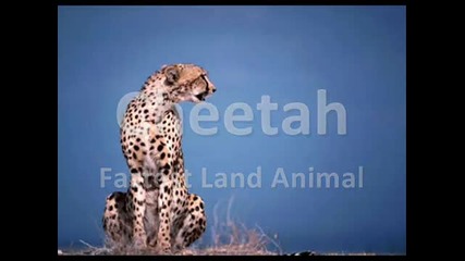 Топ 10 най-бързи животни на земята