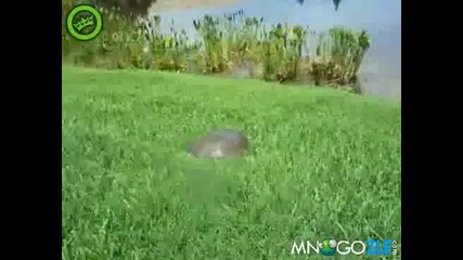 Най-бързата костенурка на земята