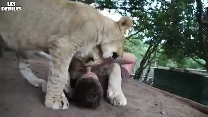 Голяма обич между човек и лъвчета !