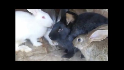 Животните на село