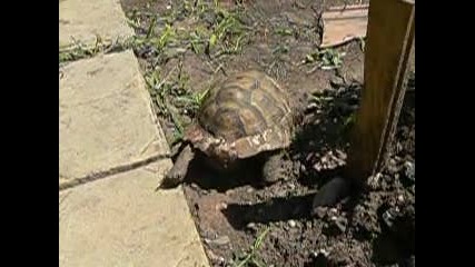 костенурка в нашия двор 2
