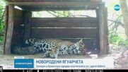 Новородени ягуарчета радват посетителите на зоопарк в Аржентина