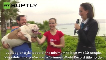 Otto the Skateboarding Dog Skates Through Human Leg Tunnel for World Record