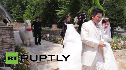 Japan: Marry at this hotel and an ALPACA could be your ring-bearer