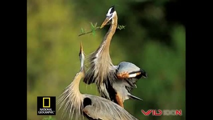 снимки на National Geographic 