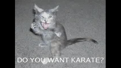 Very Funny Cats Part 7