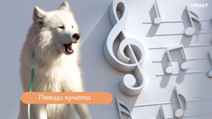 Пеещи кучета?! Науката откри нещо изненадващо за пухкавата порода "Самоед"🐶🎶