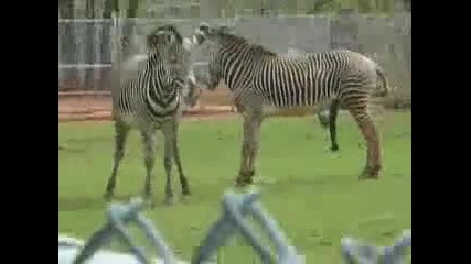 Зебри Правят Секс - смях 