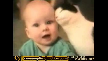 Луди Котки 
