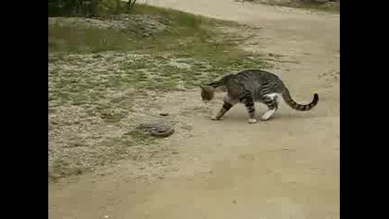 котка и змия се биятs 