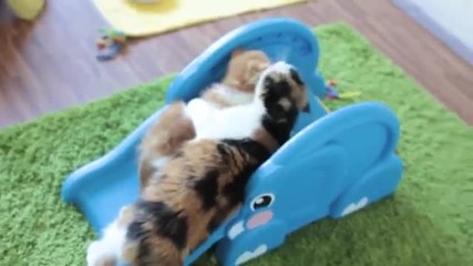 Котенца се забавляват на котешка пързалка - слонче